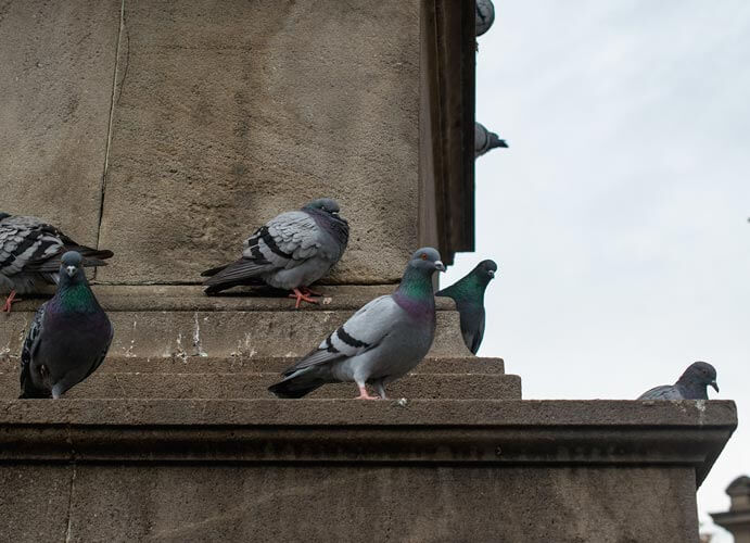 Pulizia guano piccioni Milano: guano piccioni sui monumenti