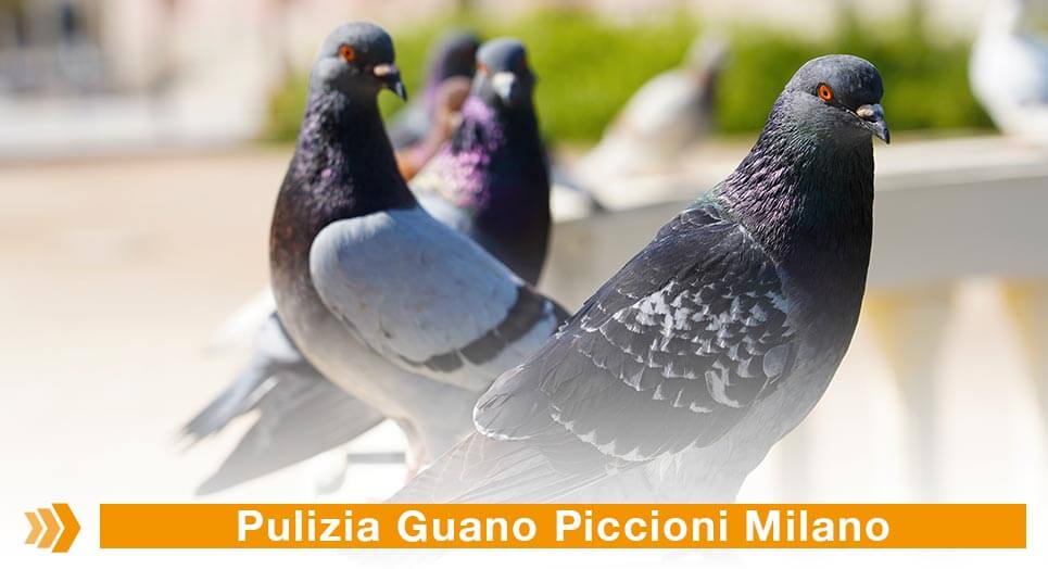 Pulizia Guano Piccioni Milano: Bonifica di Ambienti Pubblici e Privati