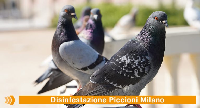 Disinfestazione Piccioni Milano: come interveniamo in Paracas Group