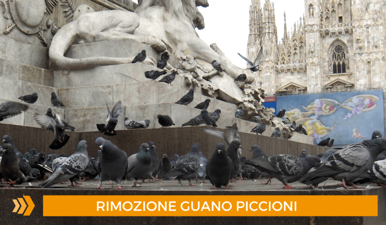 rimozione guano piccioni Milano